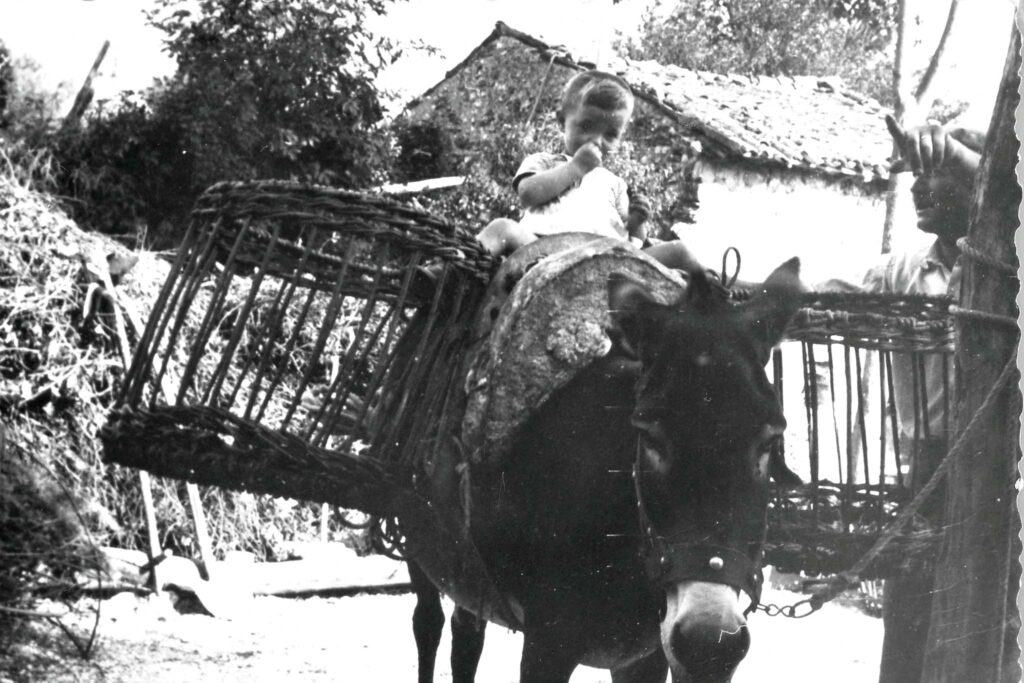 Foto storica - vita di campagna con asino e crini