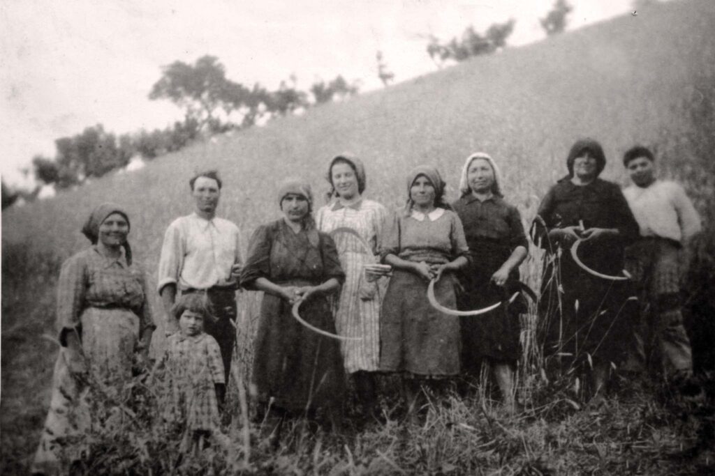 Foto storica - vita di campagna mietitura